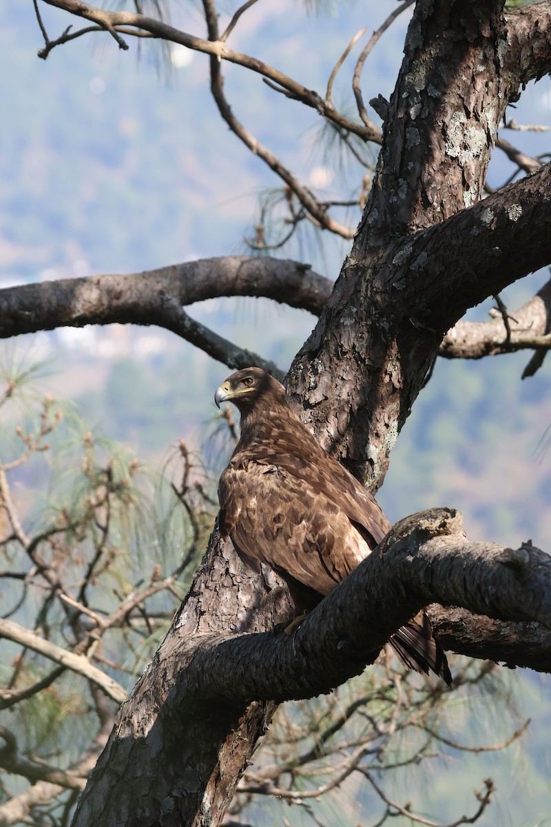 Steppe Eagle - ML645057858