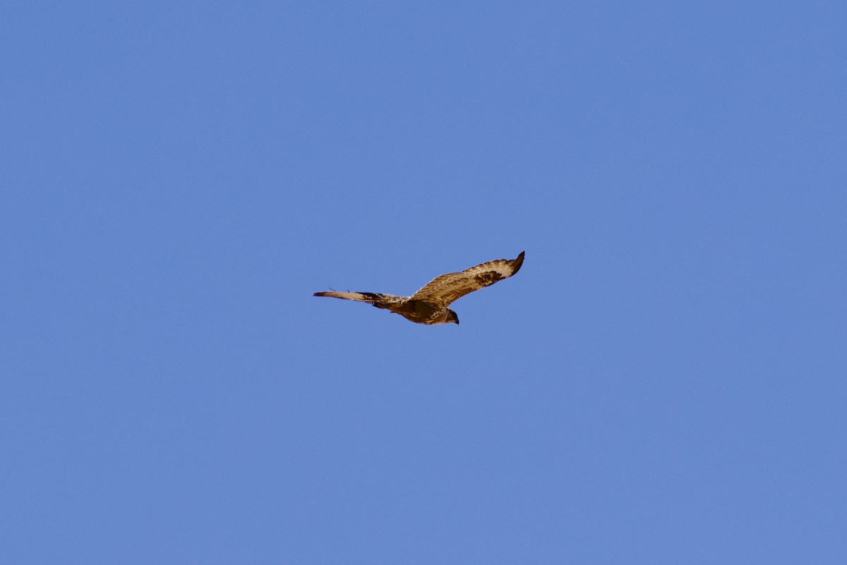 Common Buzzard (Canary Is.) - ML645057883
