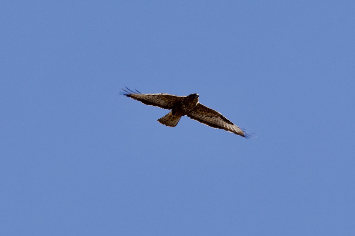 Common Buzzard (Canary Is.) - ML645057884