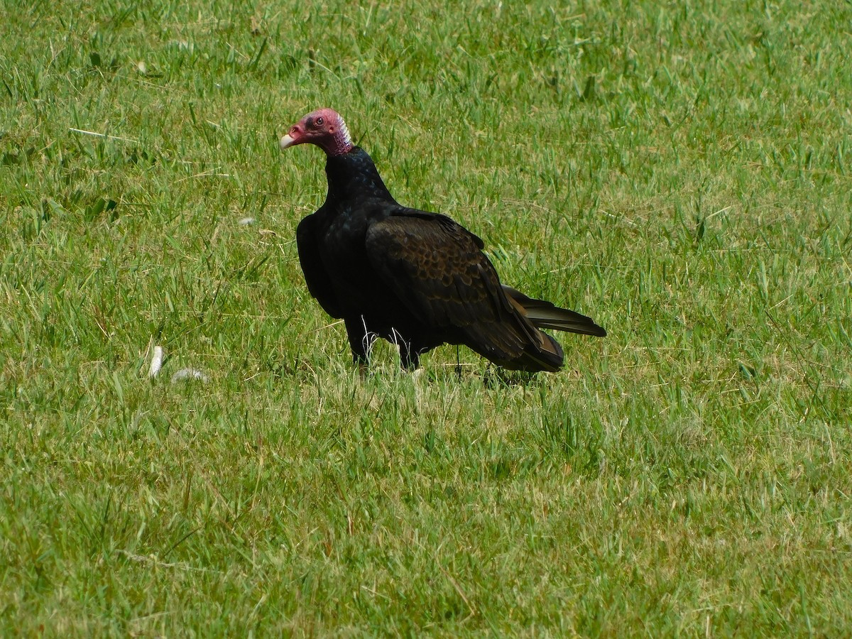Turkey Vulture - ML645057885