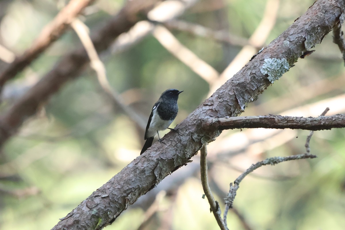 Blue-capped Redstart - ML645057886