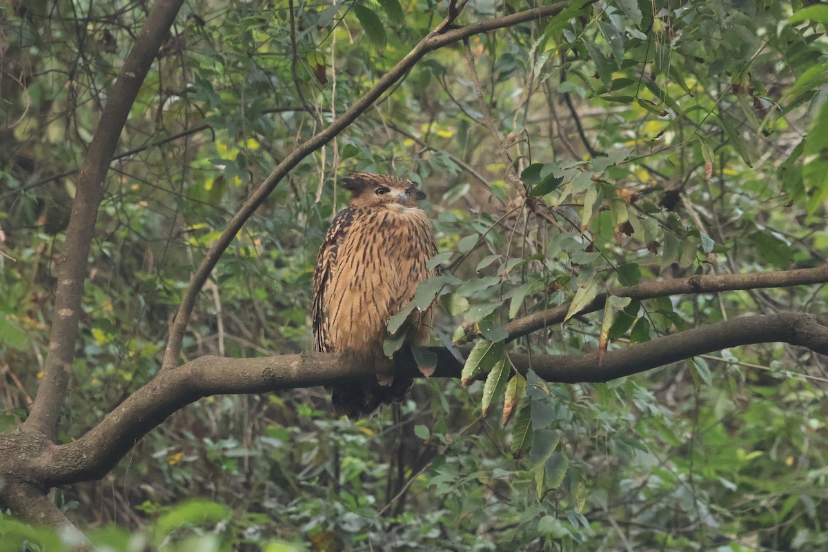 Tawny Fish-Owl - ML645057911