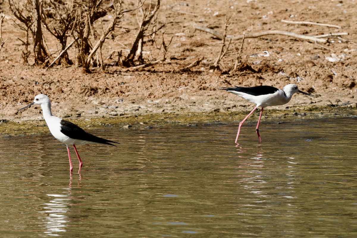 Zankaluze eurasiarra - ML645057915