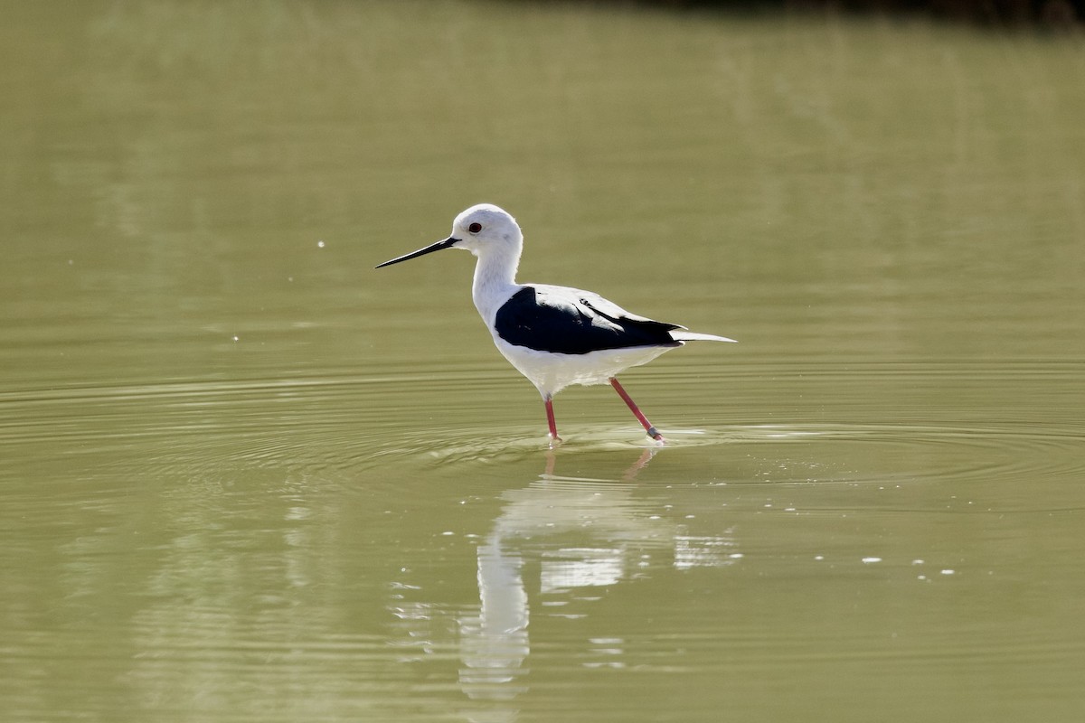 Zankaluze eurasiarra - ML645057916