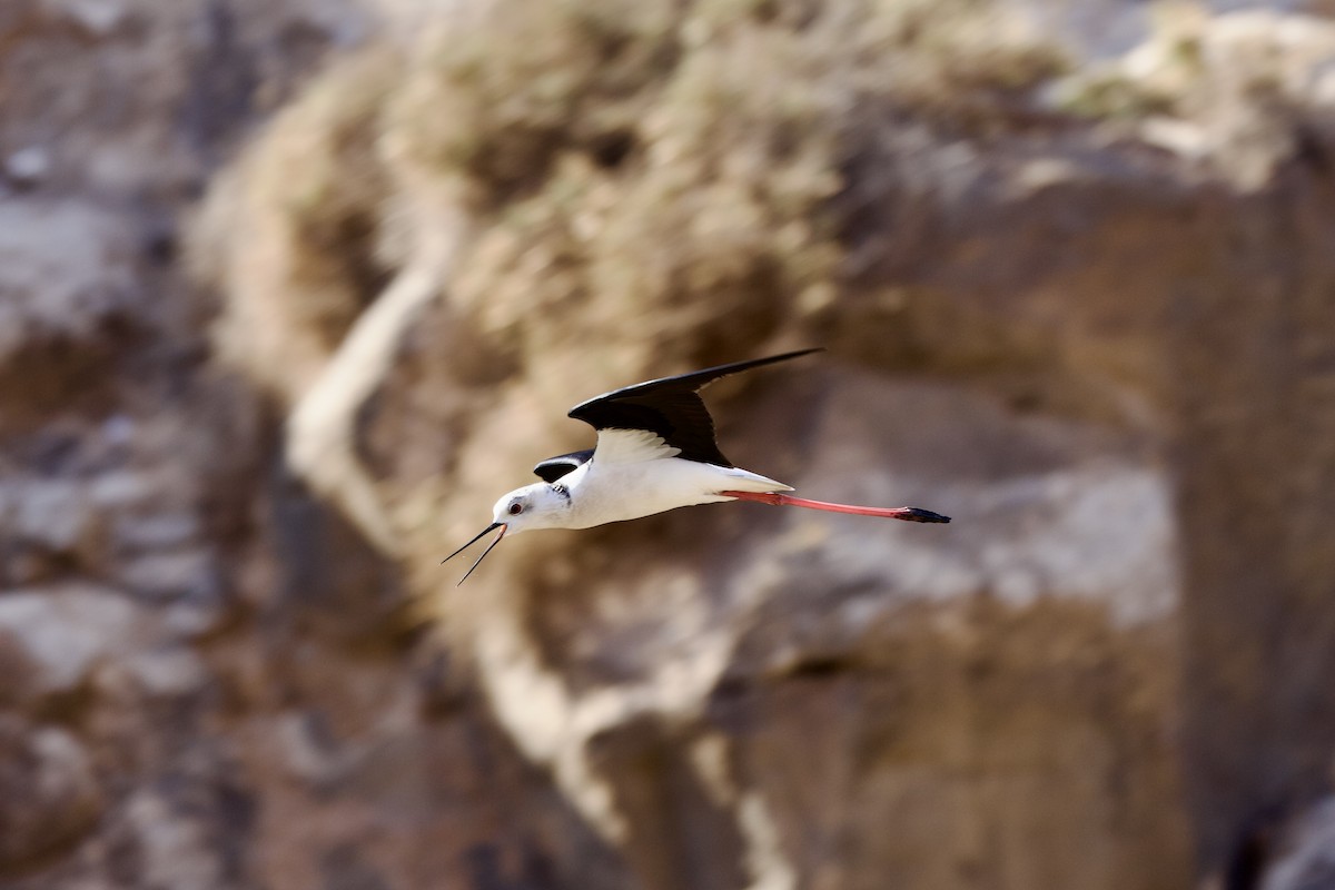 Zankaluze eurasiarra - ML645057917