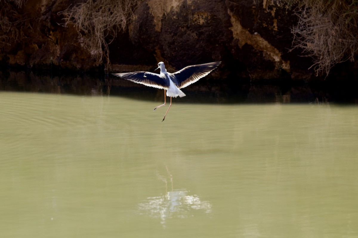 Zankaluze eurasiarra - ML645057918