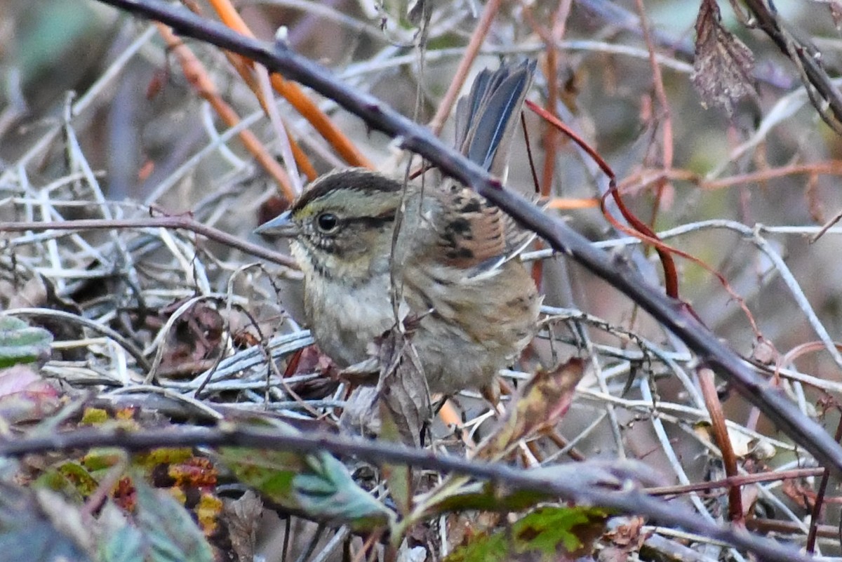 Swamp Sparrow - ML645057926