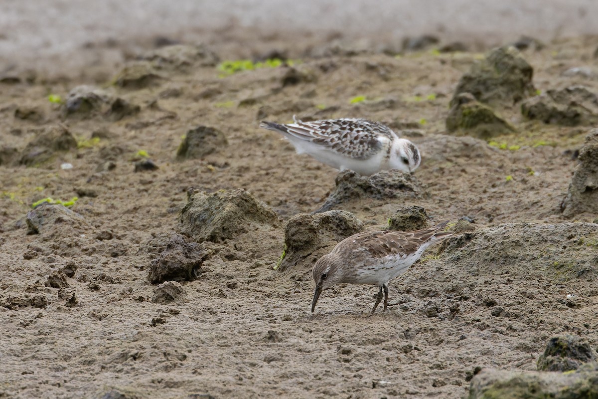 Weißbürzel-Strandläufer - ML645057927