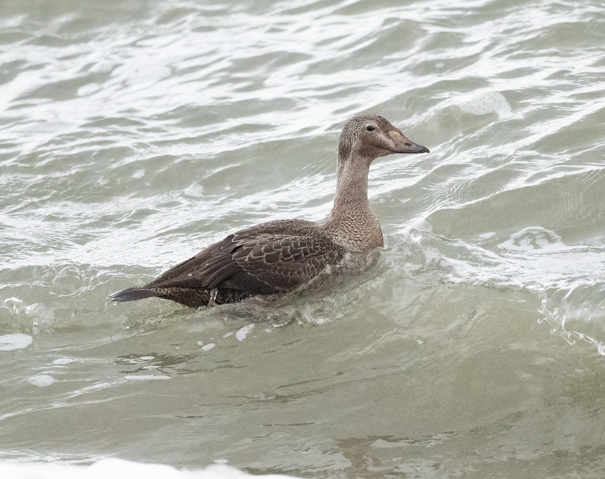 kajka královská - ML645057929