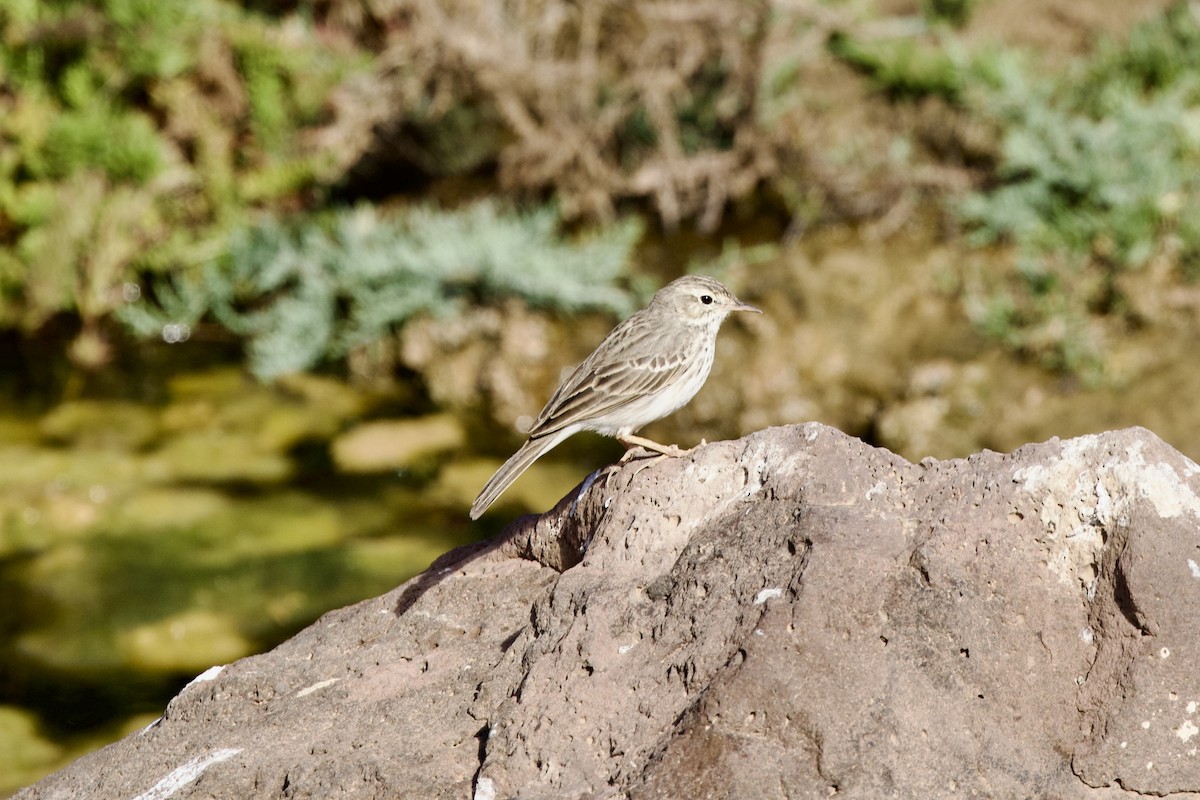 Berthelot's Pipit - ML645057933