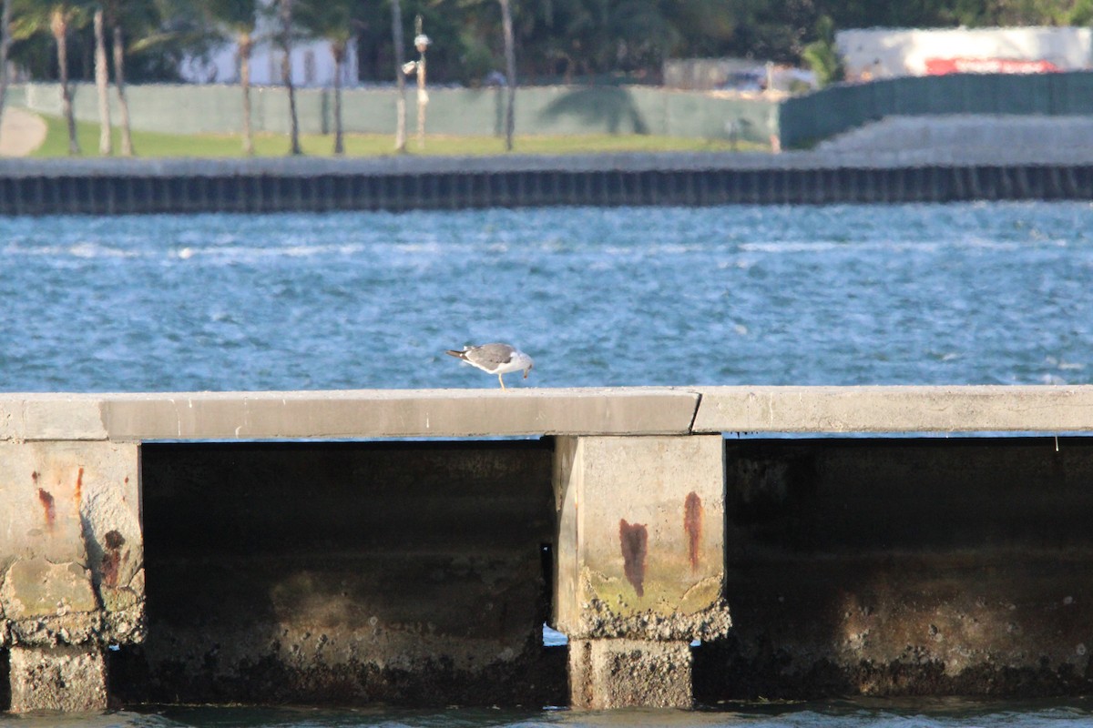 Lesser Black-backed Gull - ML645057935