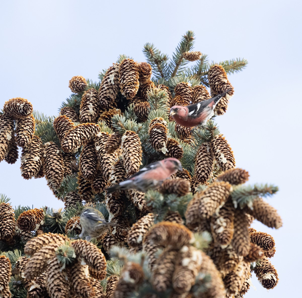 båndkorsnebb - ML645057938