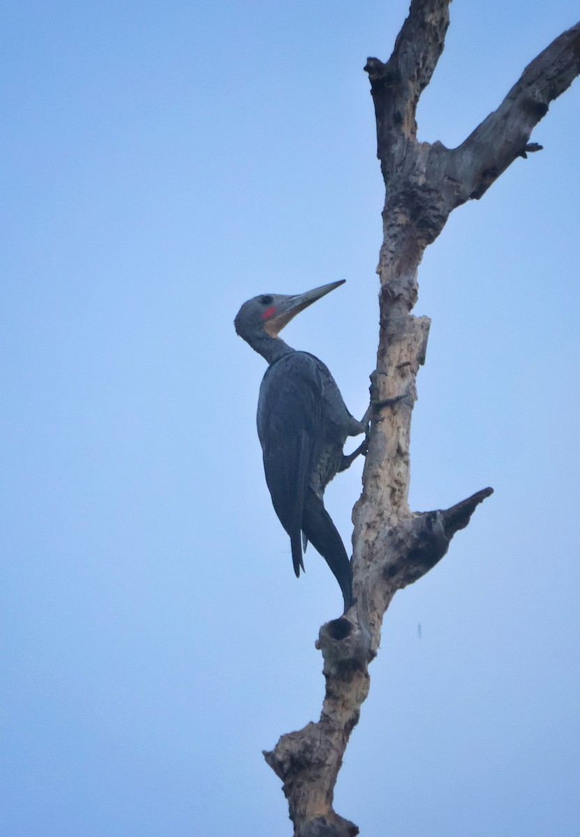 Great Slaty Woodpecker - ML645057943