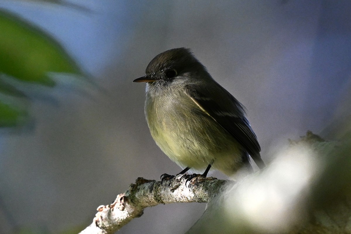 Hammond's Flycatcher - ML645057946