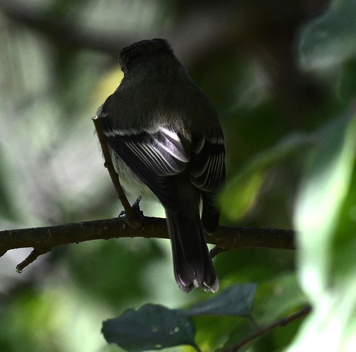 Hammond's Flycatcher - ML645057947