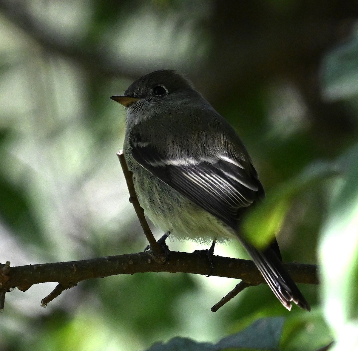 Hammond's Flycatcher - ML645057948
