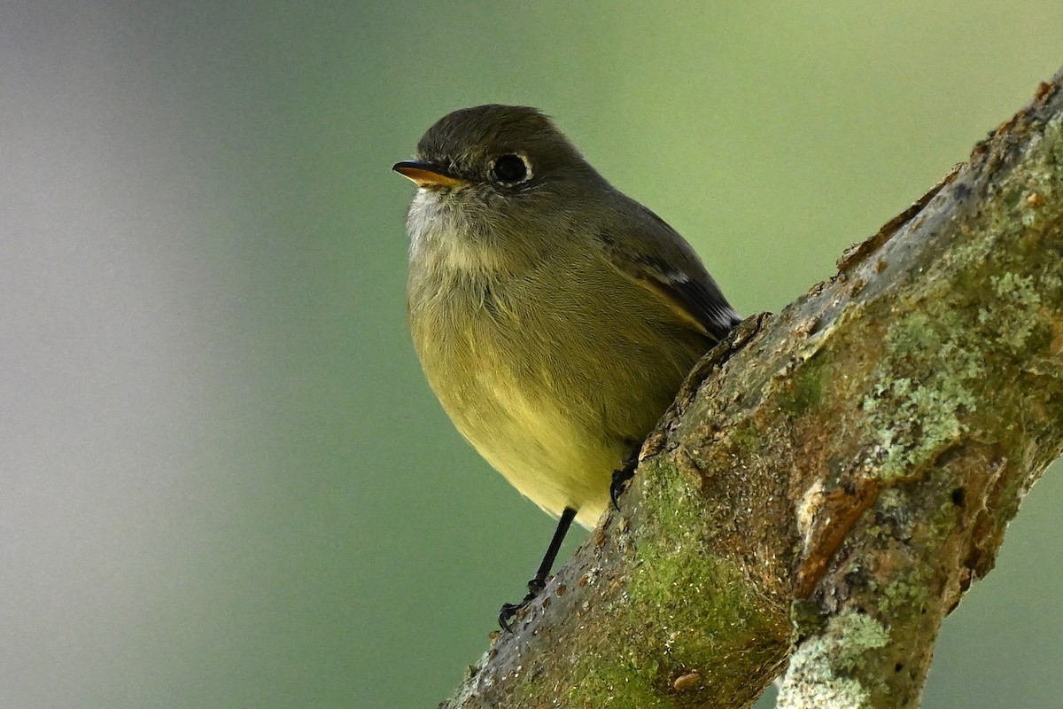Hammond's Flycatcher - ML645057949