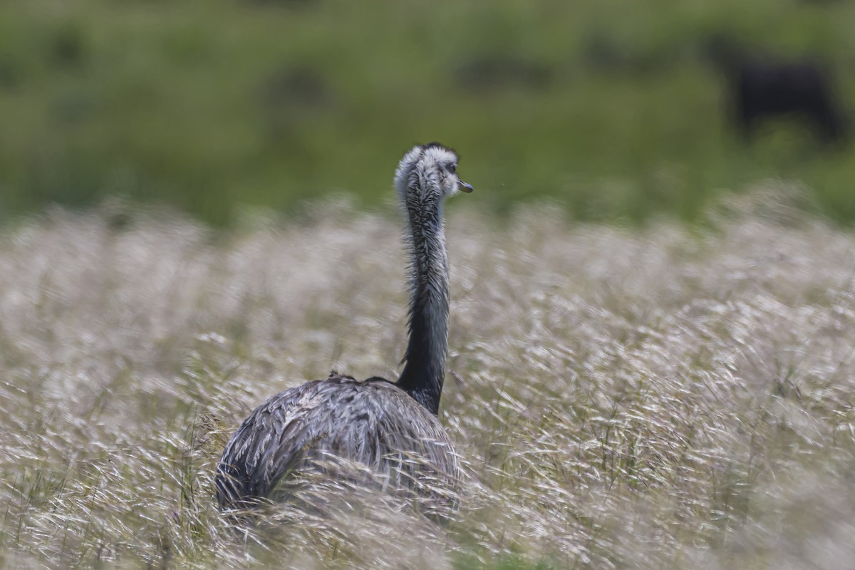 Greater Rhea - ML645057959