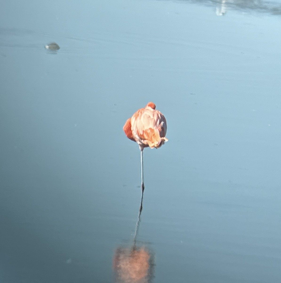 American Flamingo - ML645057967