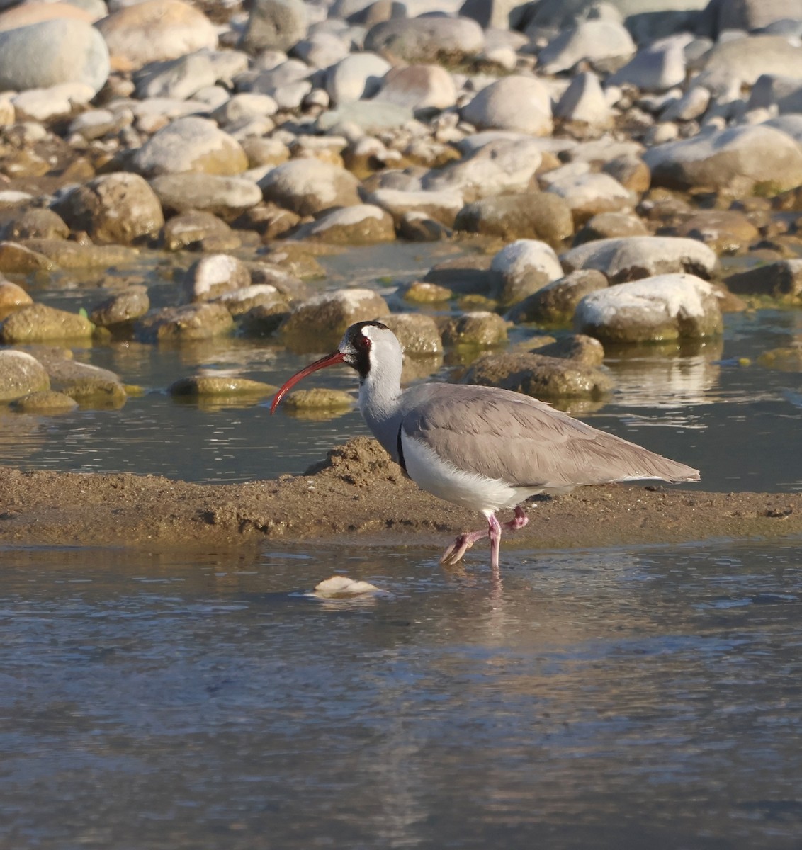 Ibisbill - ML645057969