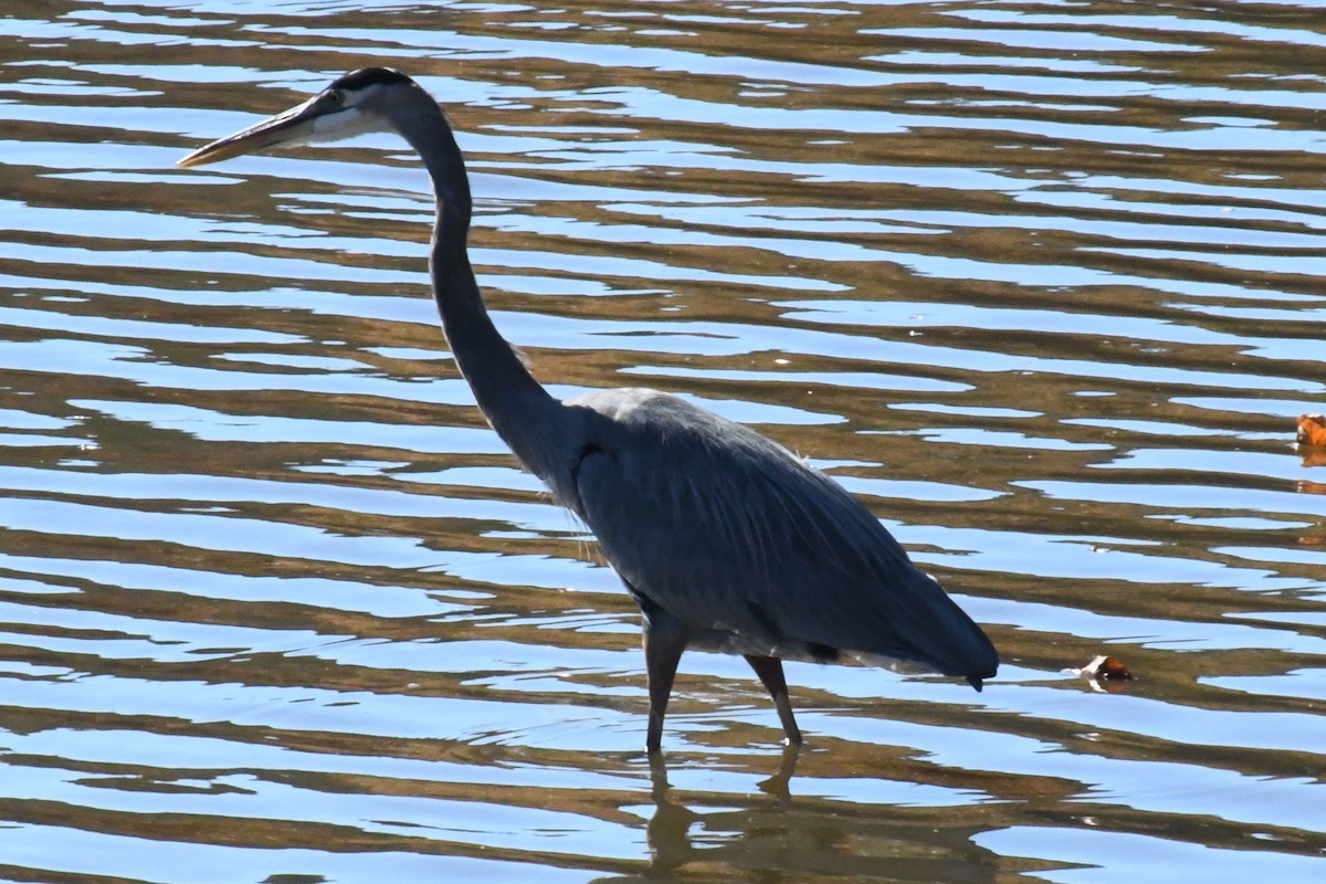 Great Blue Heron (Great Blue) - ML645057974