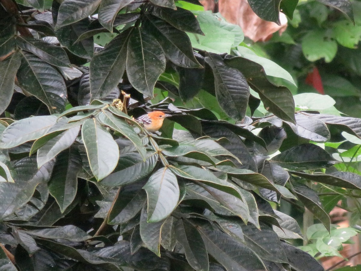 Pacific Antwren - ML645057987