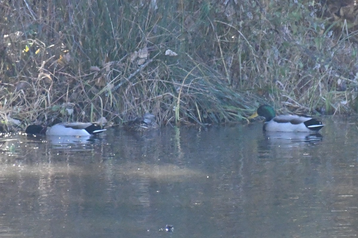 Mallard - ML645058007