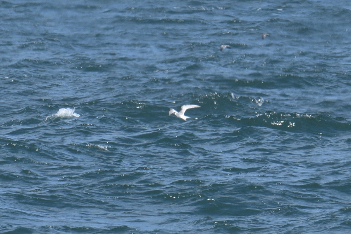 rybák sp. - ML645058010