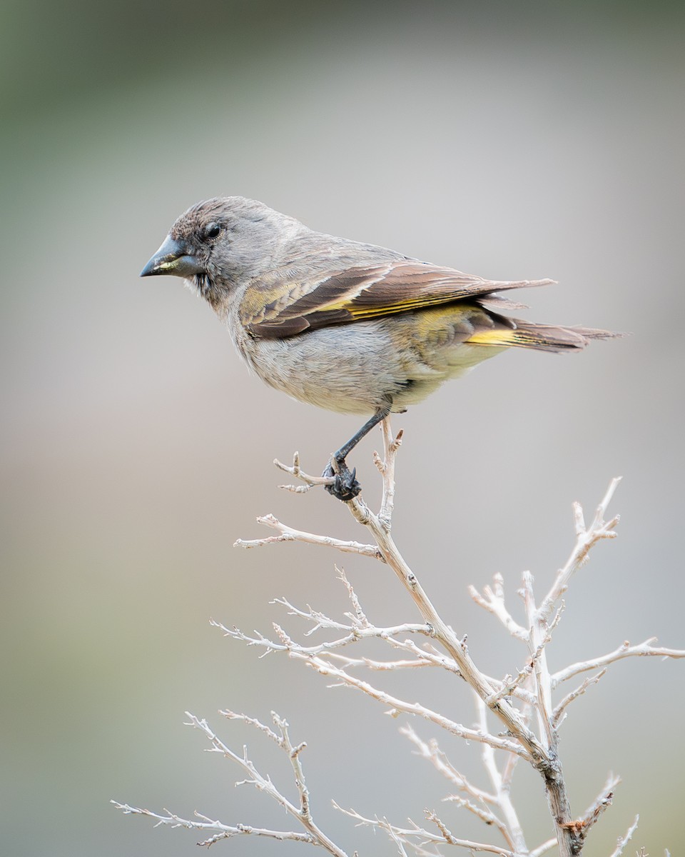 Thick-billed Siskin - ML645058030