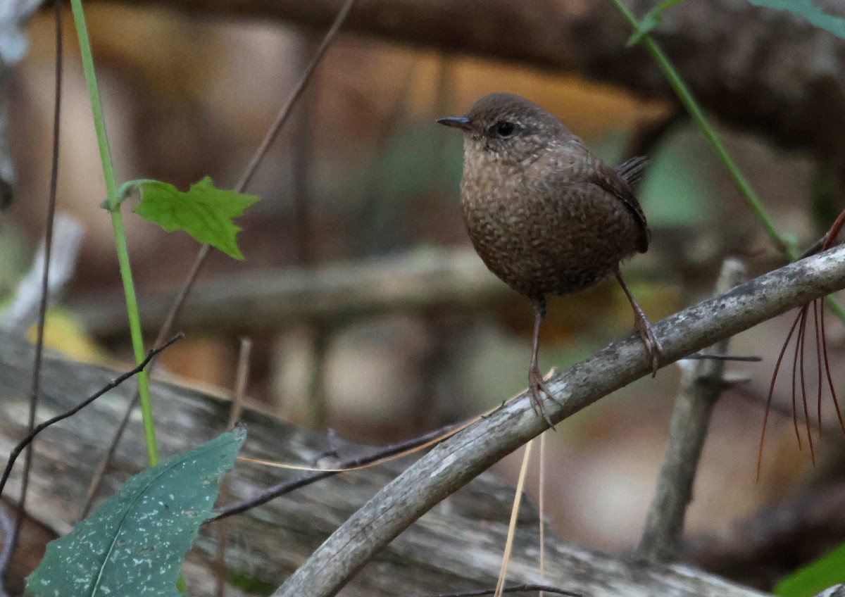 Winter Wren - ML645058043