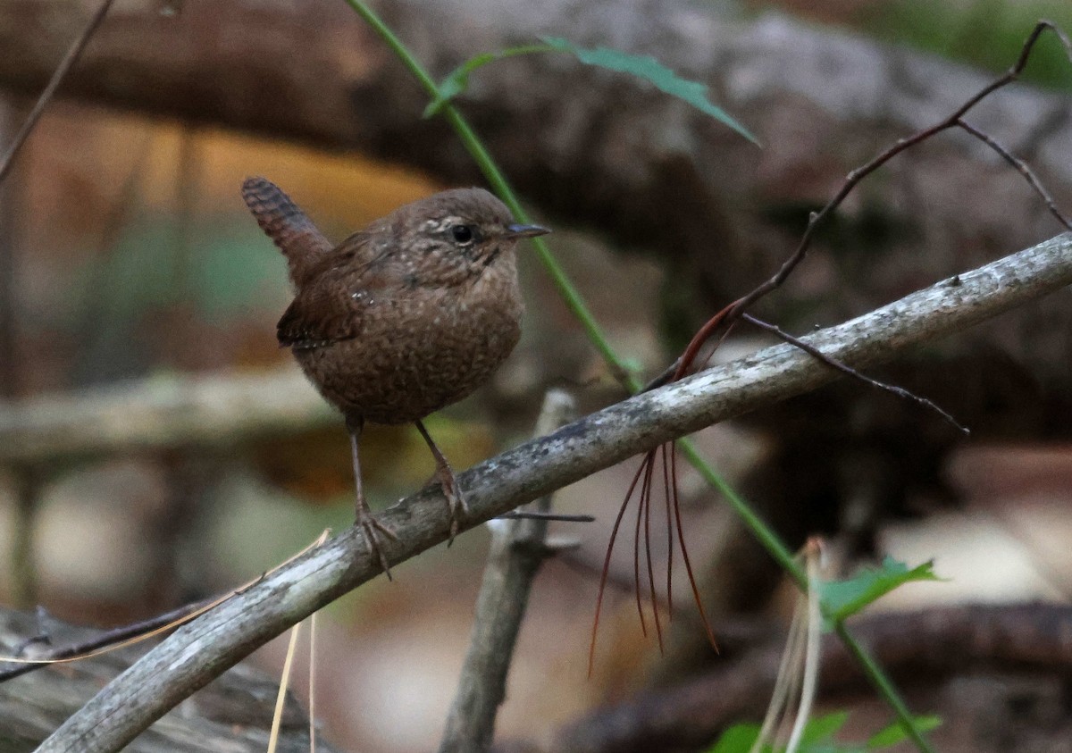 Winter Wren - ML645058044