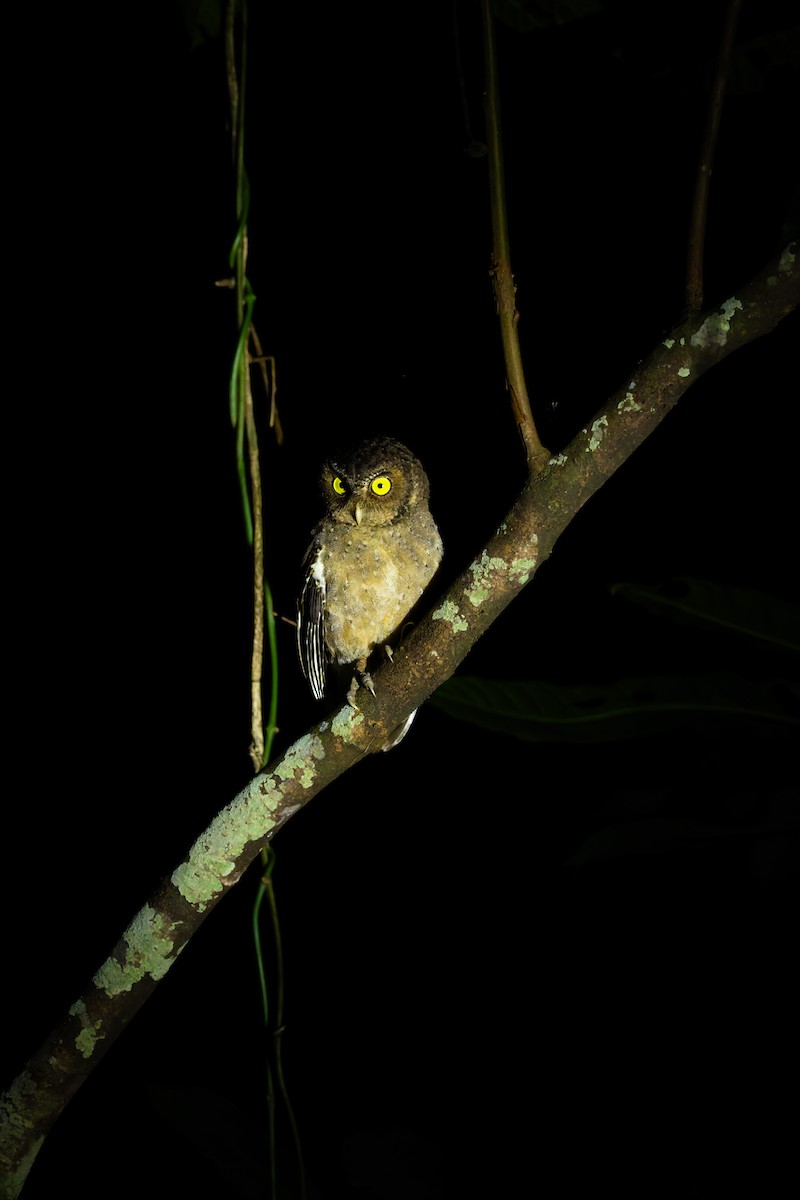 Andaman İshakkuşu - ML645058058