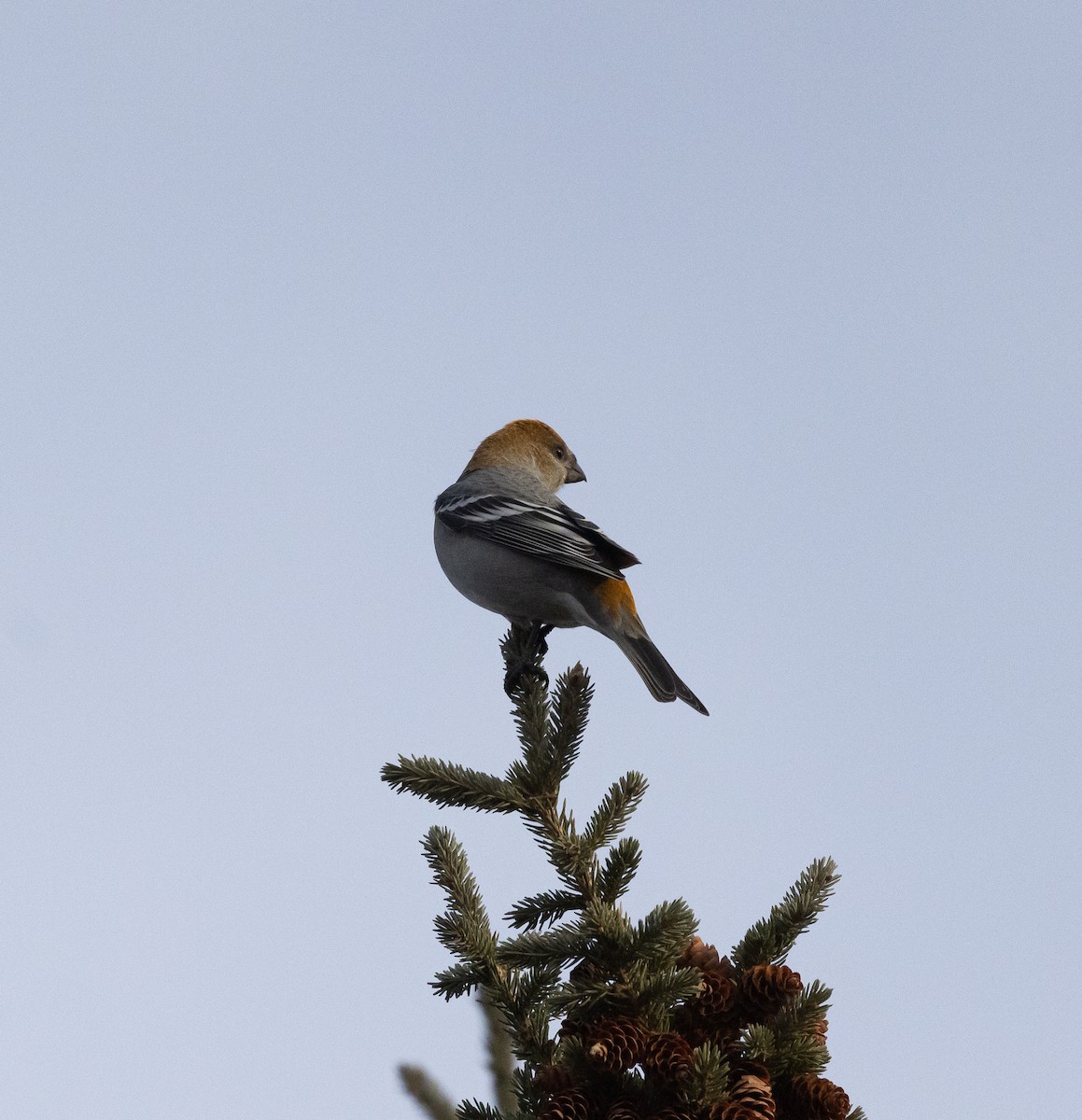 hýl křivčí - ML645058063