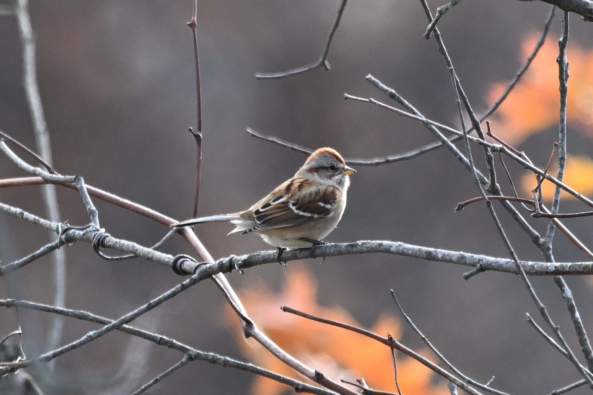 American Tree Sparrow - ML645058083