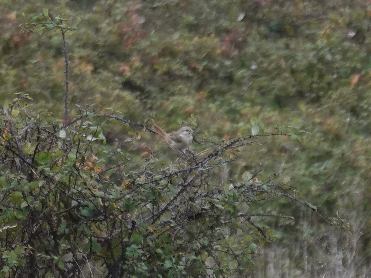 Туркестанский/Рыжехвостый жулан - ML645058101