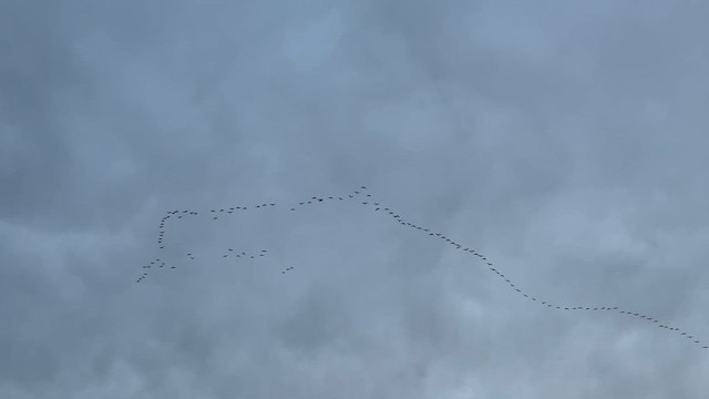 Gıdaklayan Kaz - ML645058117