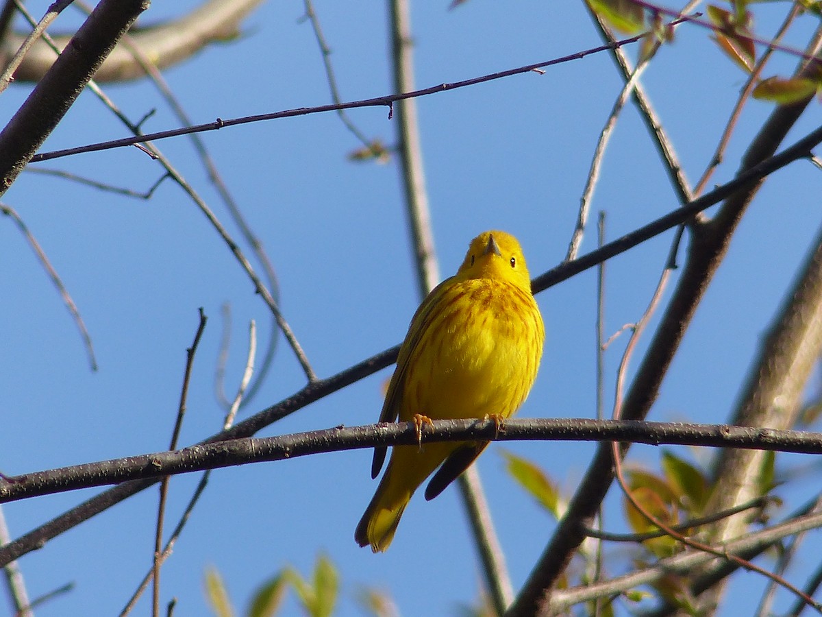 Northern Yellow Warbler - ML645058121
