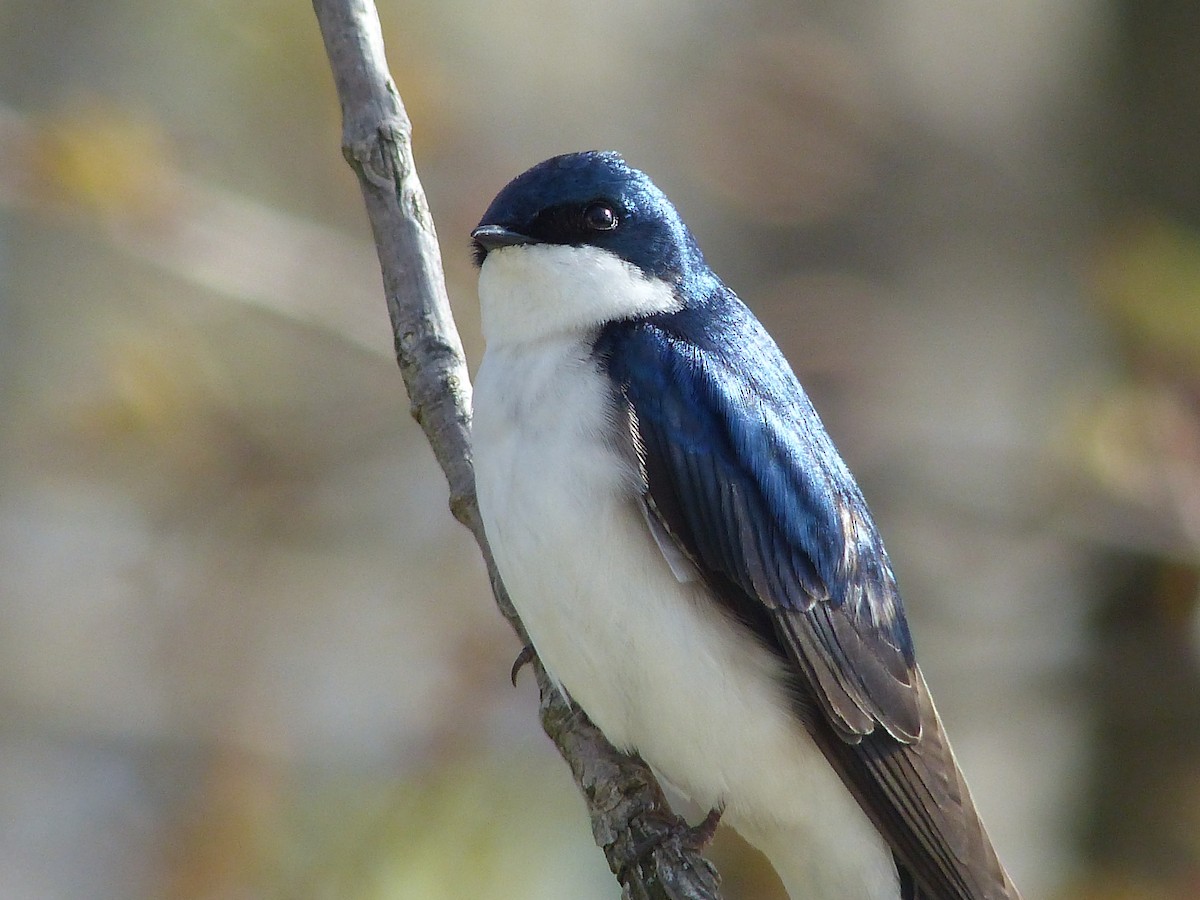 Древесная ласточка - ML645058129