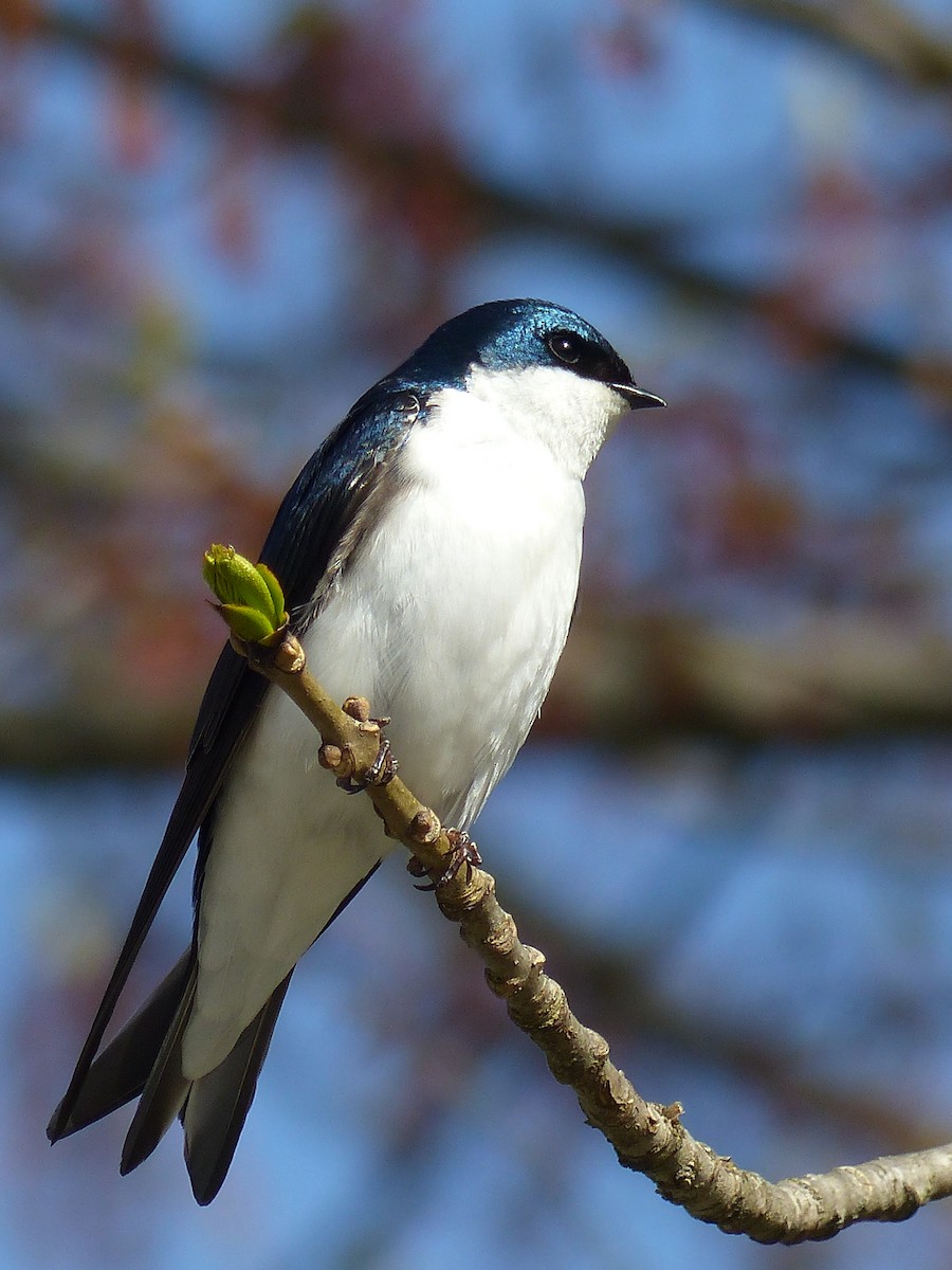 Древесная ласточка - ML645058130