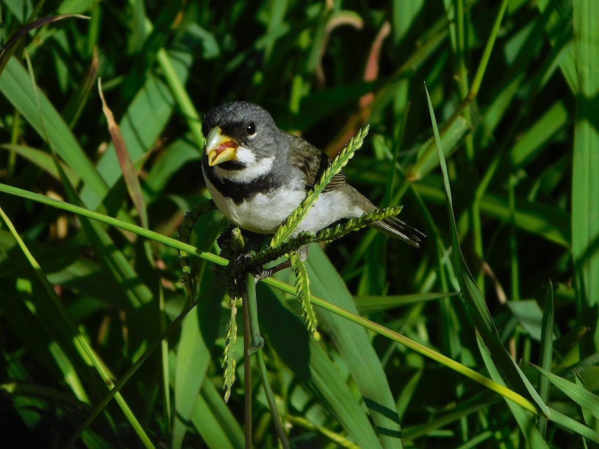 Double-collared Seedeater - ML645058132