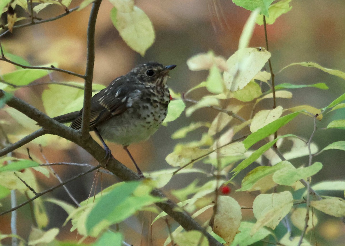 Малый дрозд - ML645058146