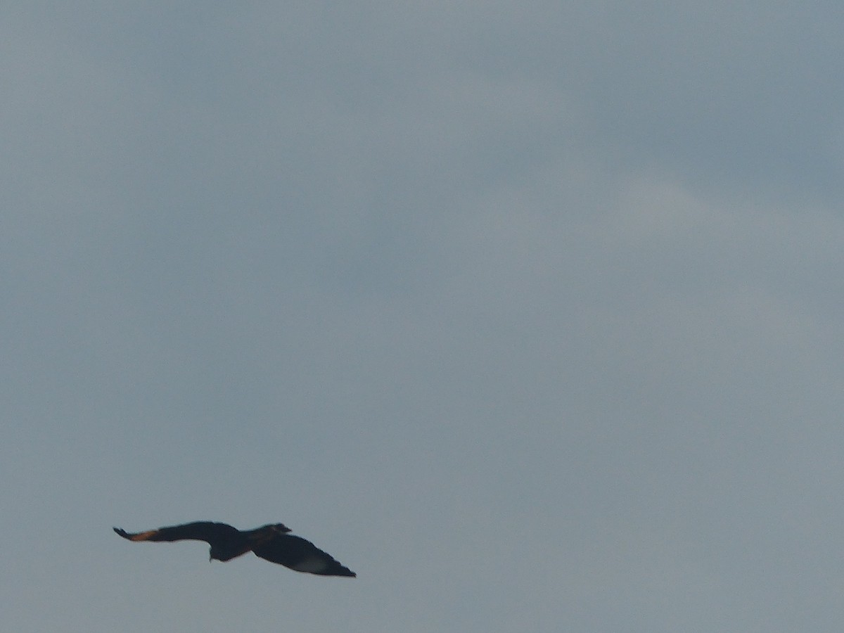 Cuban Black Hawk - ML645058154