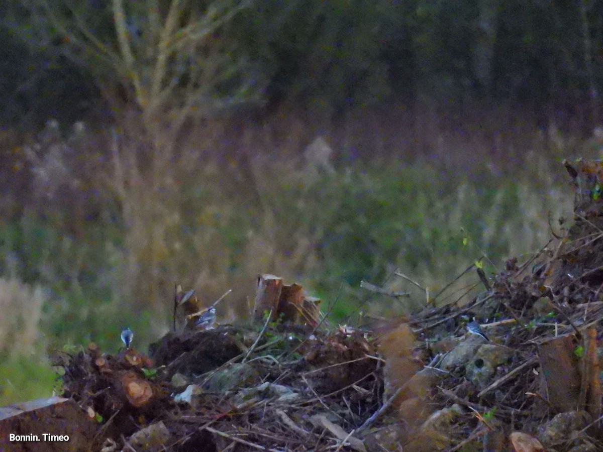 Bergeronnette grise - ML645058158