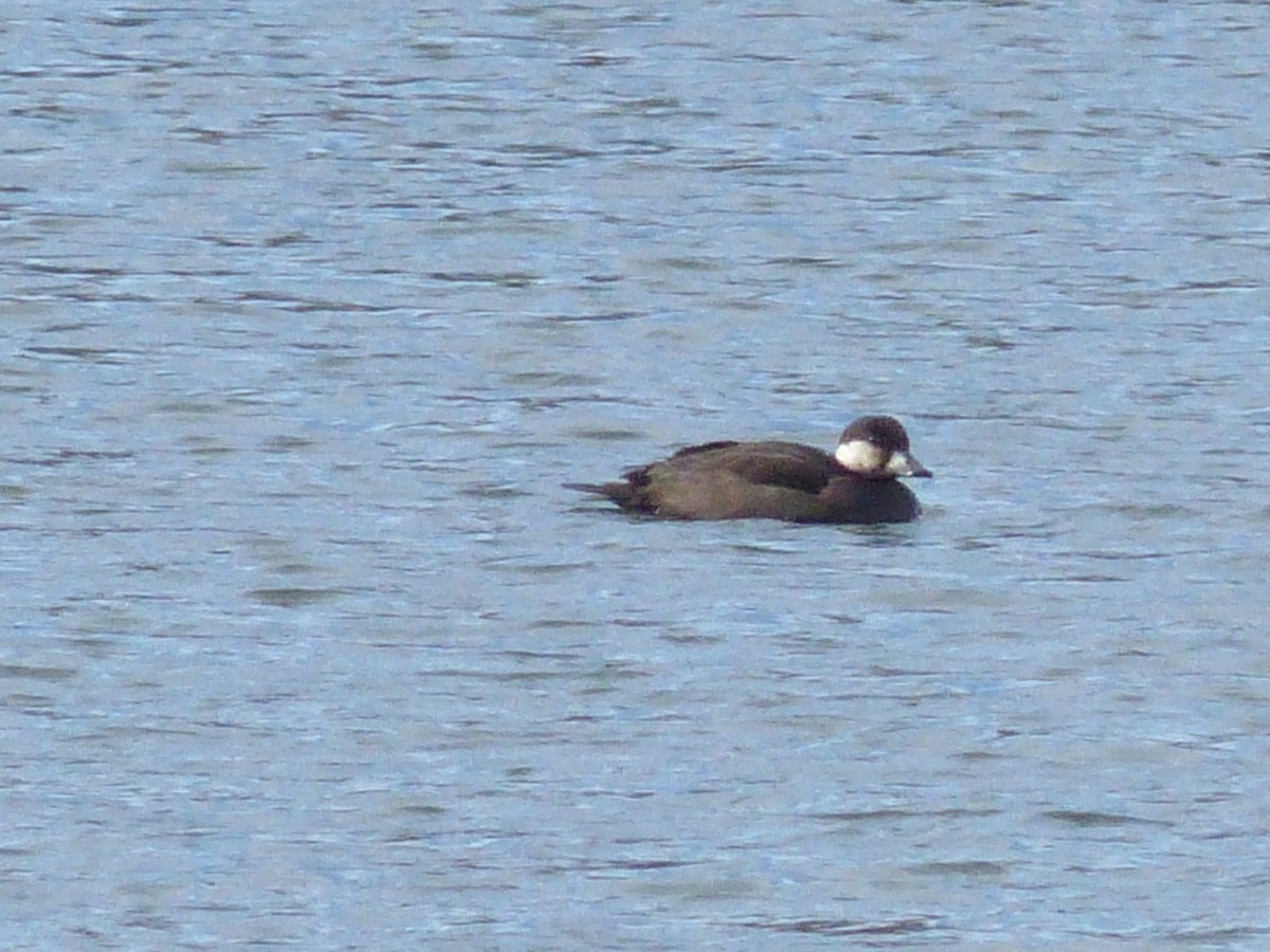Black Scoter - ML645058161