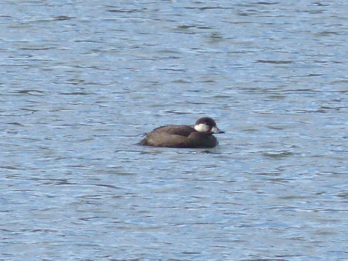 Black Scoter - ML645058163