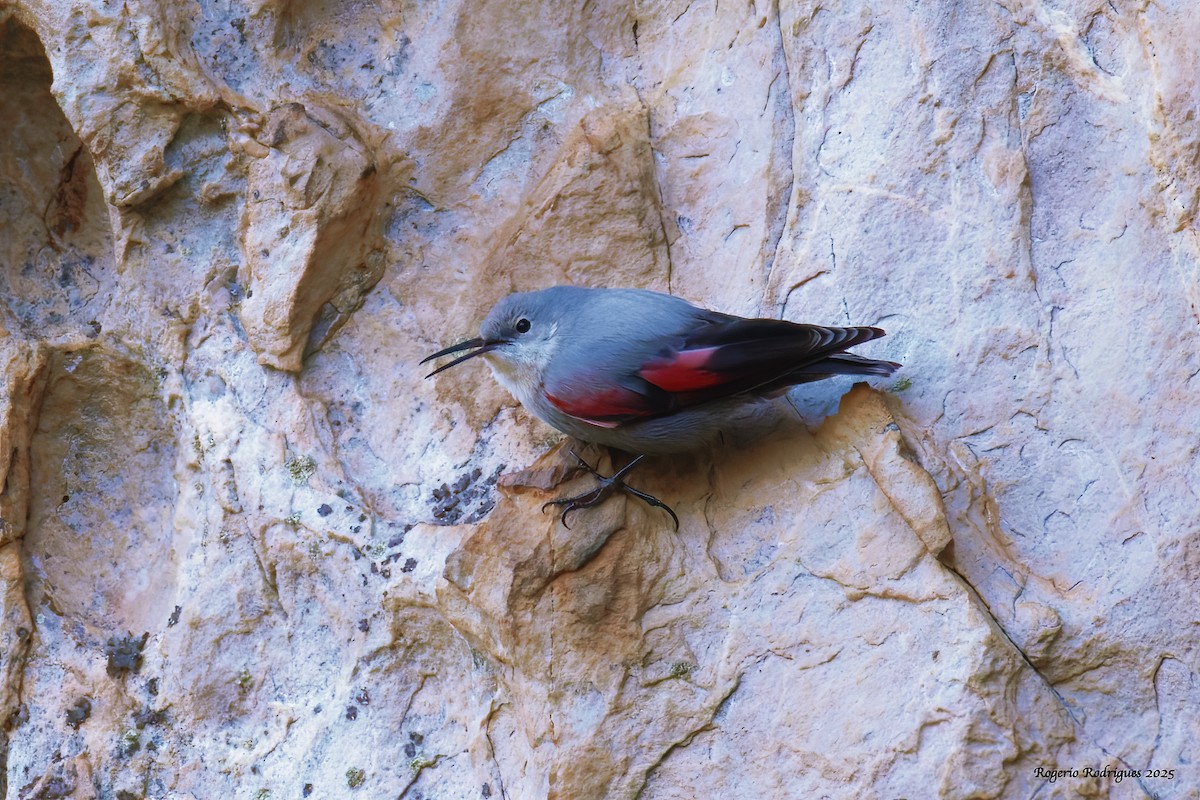 Wallcreeper - ML645058165