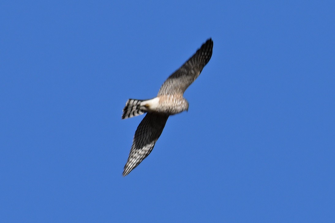 Sharp-shinned Hawk - ML645058168