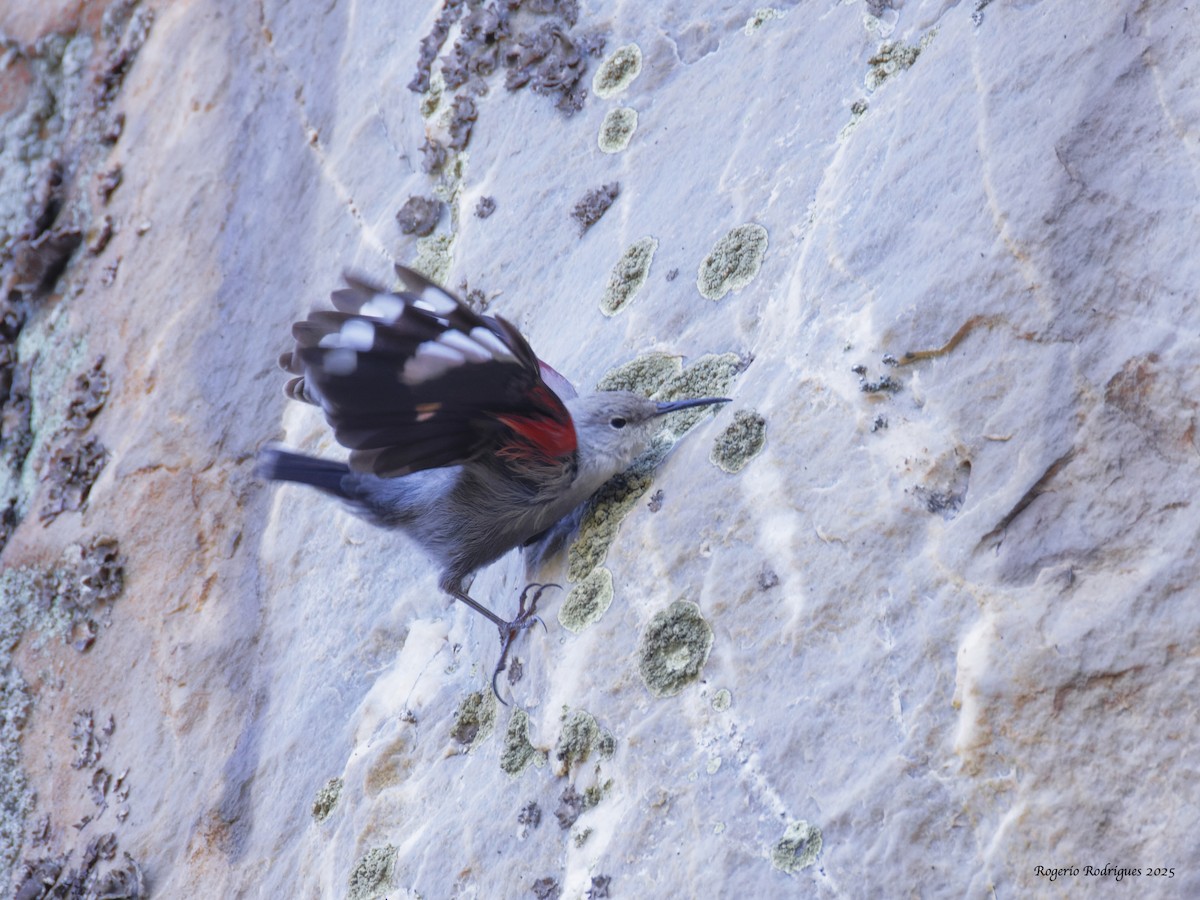 Wallcreeper - ML645058172