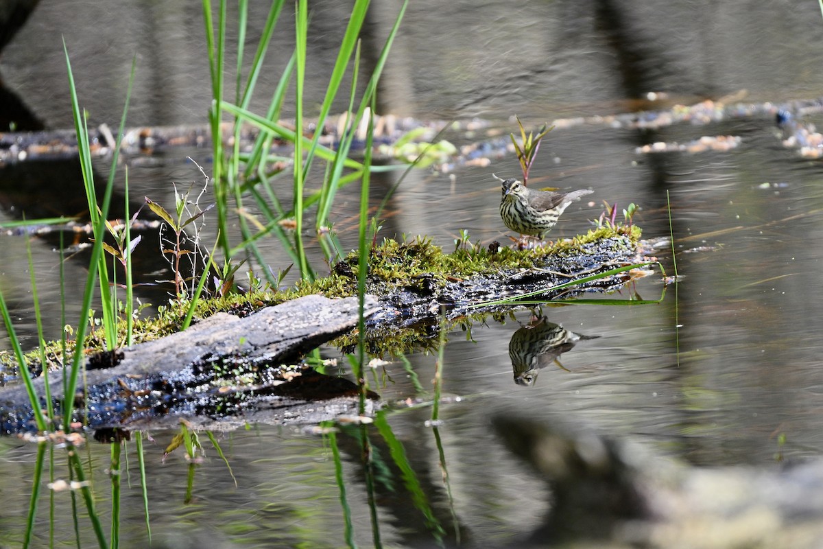 Northern Waterthrush - ML645058176