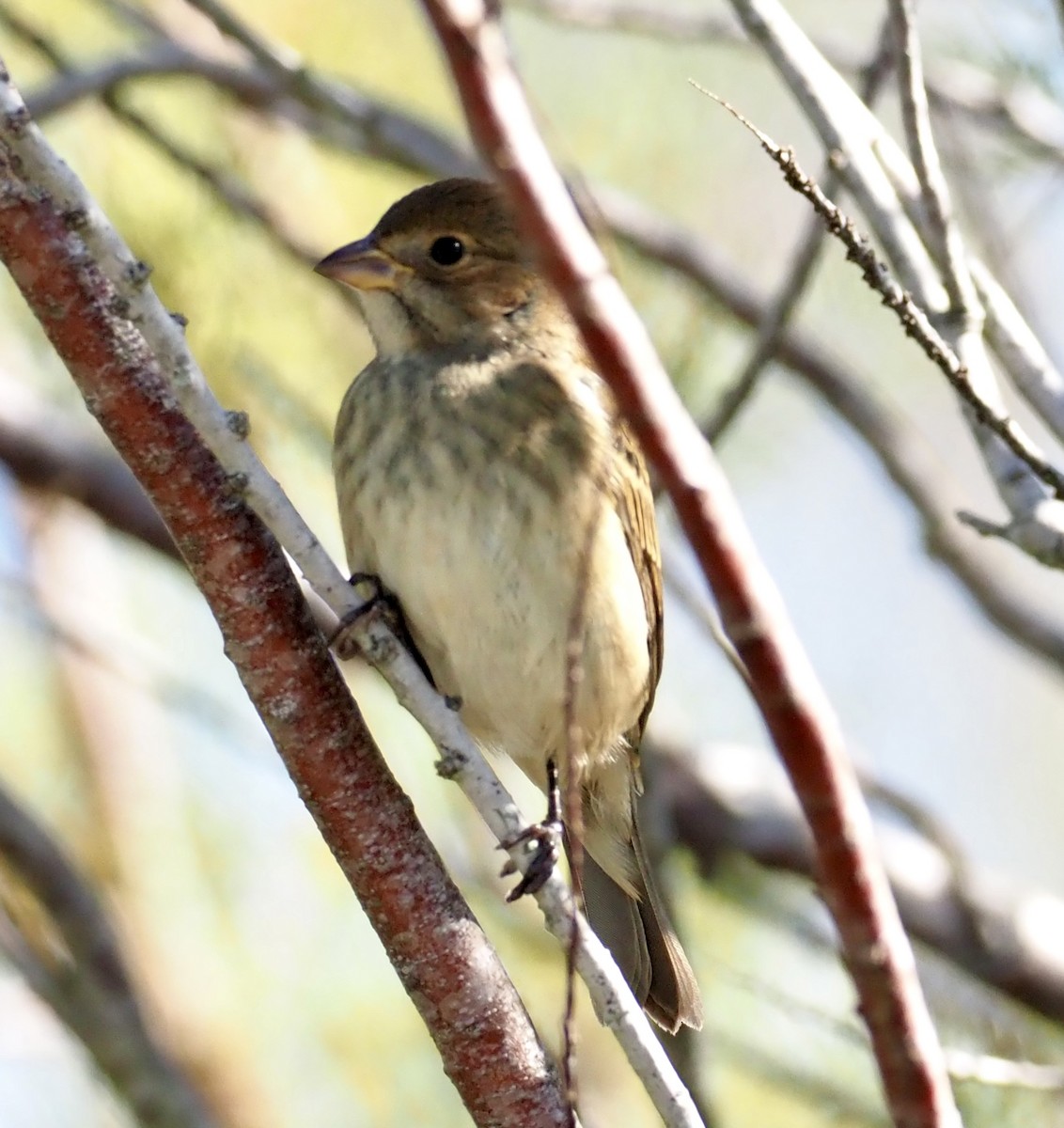 Indigo Bunting - ML645058177